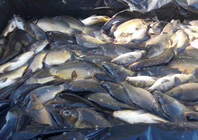 Zarybianie karpiem listopad 2020