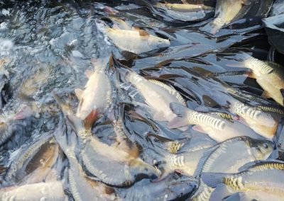 260156405_1231279460672057_7165230295311189727_n